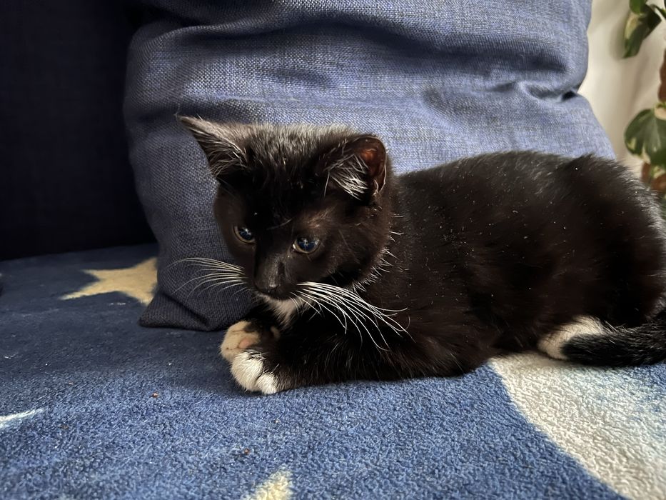 Oddam kociaki w dobre ręce