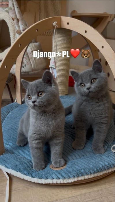 Odbiór styczeń  po utytulowanych przodkach kocurek brytyjski niebieski