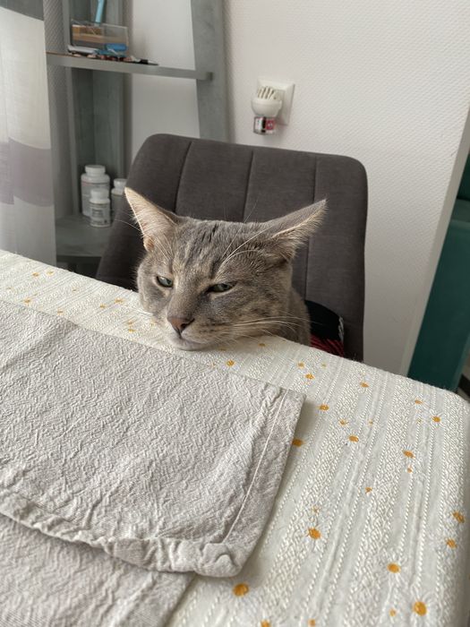 Безкоштовно віддам кота. Ірпінь/Київ