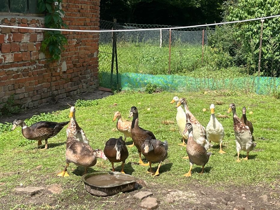 Sprzedam kaczki do chowu