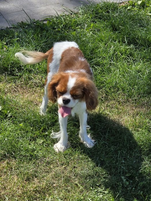 Cavalier King Charles Spaniel suka