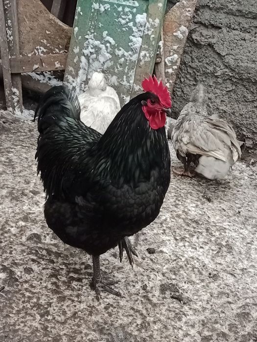 Півень,когут.Джерсійський гігант чорний