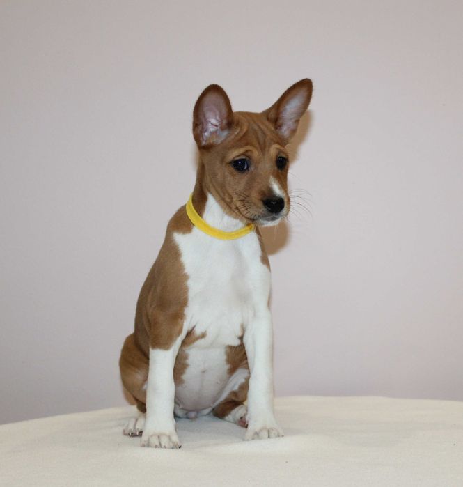 Szczenię Basenji FCI