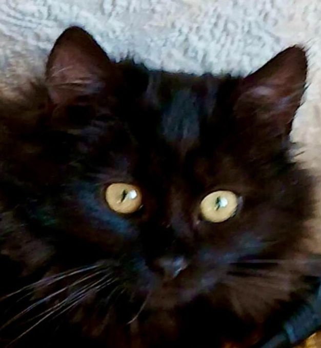 Чорний хлопчик кошенятко БЛЕК в пошуку сім'ї