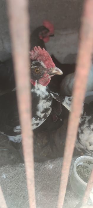 Granizas fêmeas e machos.