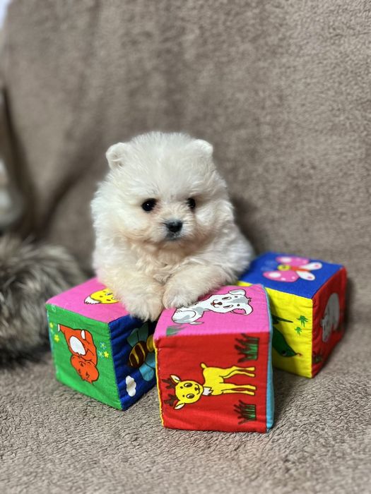 Іграшковий песик шпіц