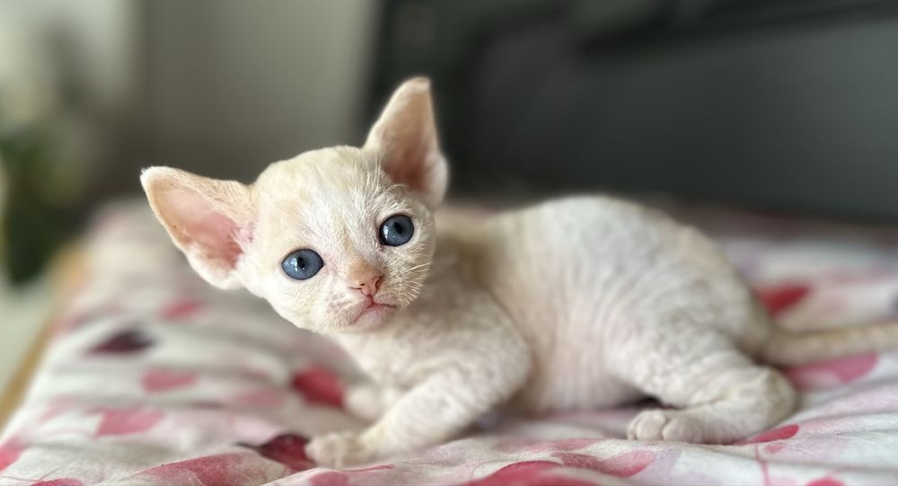 Niebieskooka kremowa kotka  devon rex