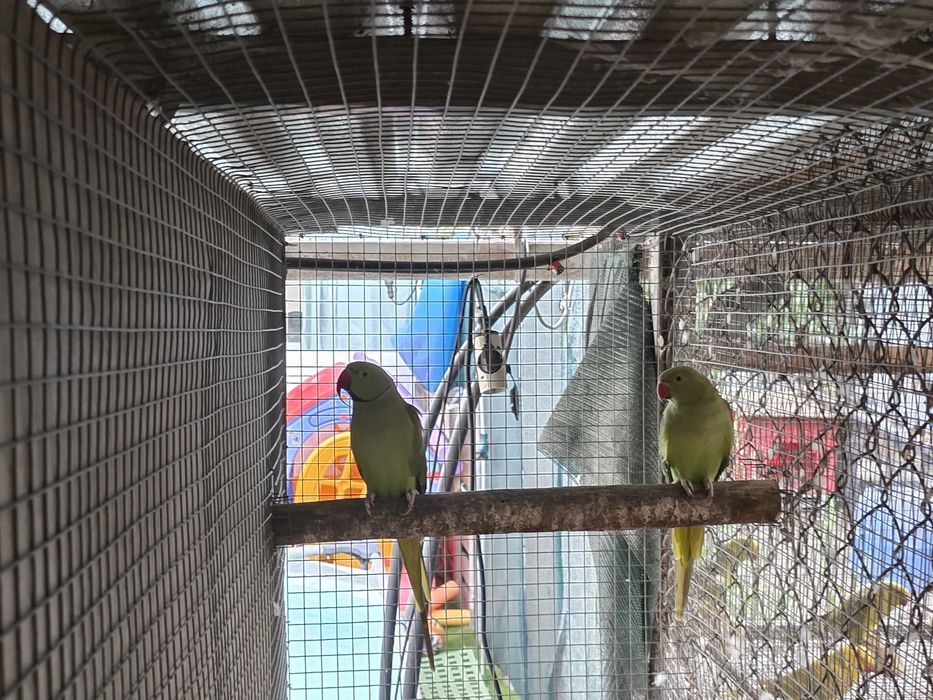 Casais de ringnecks adultos
