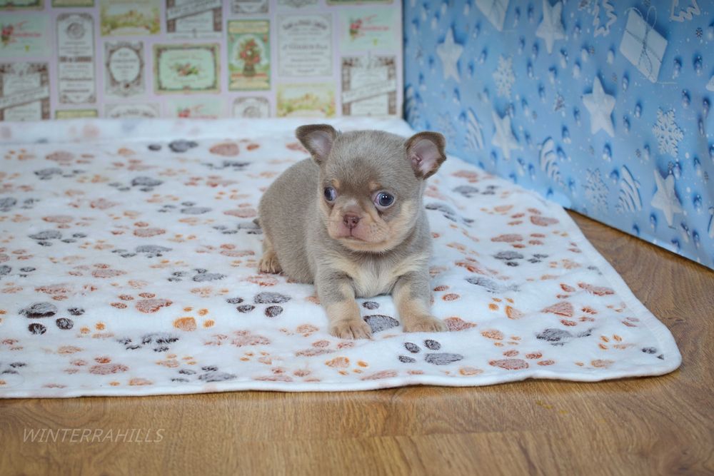 Чіхуахуа ~ бузкового окрасу