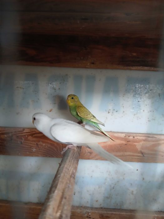 Piriquitos australianos