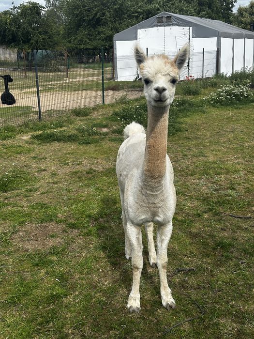 Sprzedam 3 alpaki samce, cena za wszystkie