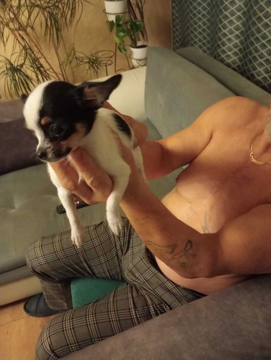 Chihuahua sunia tri color mini