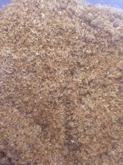 Białko dla krów min 27%. DDGS kukurydziany wywar gorzelniany