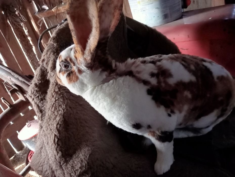 Rex Trójbarwny 10 miesięczny