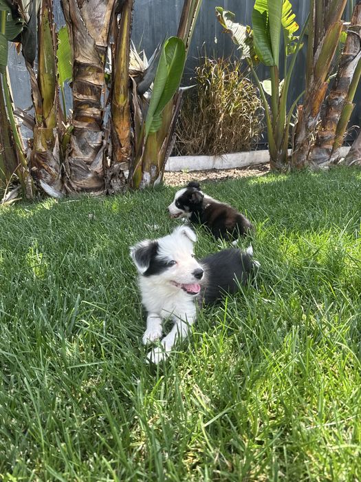 Border Collie Preto e branco machinho