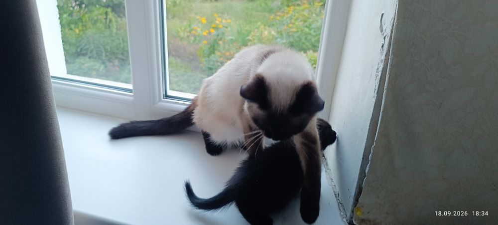 чорний котик кошеня