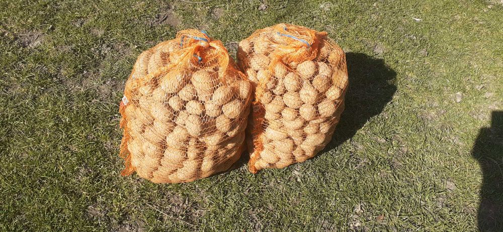 Ziemniaki werbena sadzeniaki