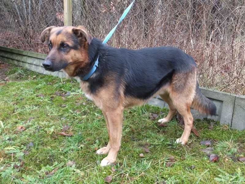 PIĘKNY, duży, w typie owczarka, przyjazny - do adopcji