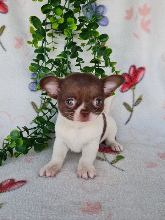 Excelente super miniatura menina Chihuahua/Chiuaua LinhagemRussa,Qualidad