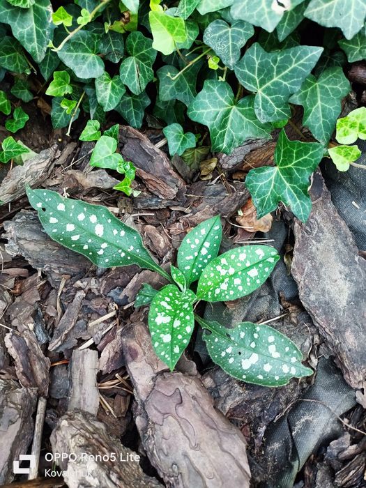 Продам хости і рослини для тіні