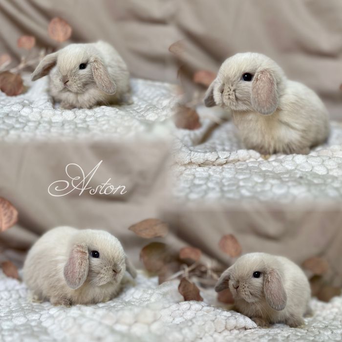 Hodowla Króliczków Karzełków Niderlandzkich, Teddy i mini lop