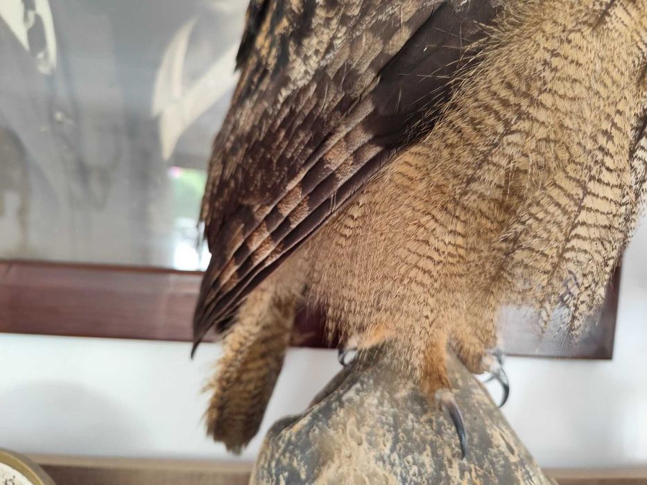 Puchacz Bubo bubo obiekt spreparowany wypchany