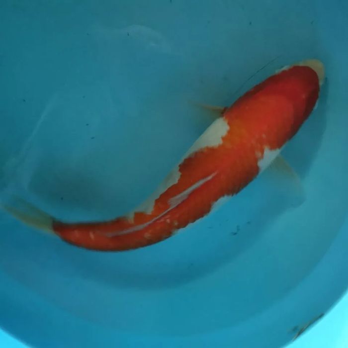 #coppens,#jpd,#кормдлякоі,#коіукраїна,#мальокоі,коіціна,#рибкикоі,#koi