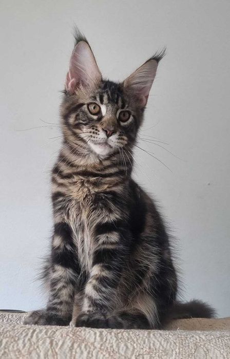 Gatinha Maine Coon