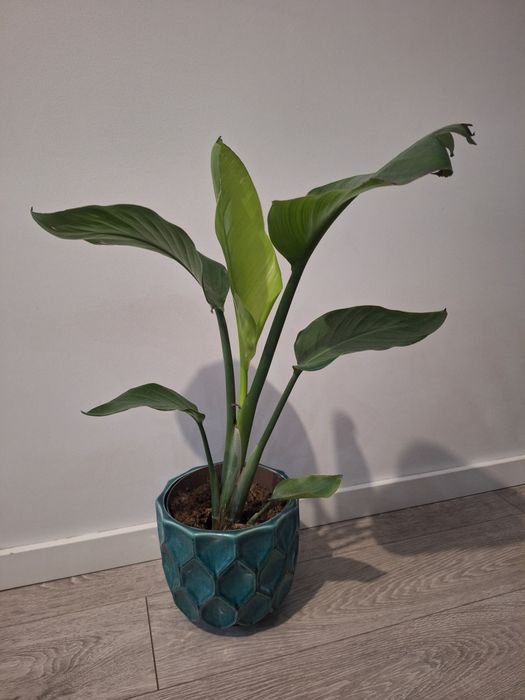 Kwiat Strelitzia 60cm