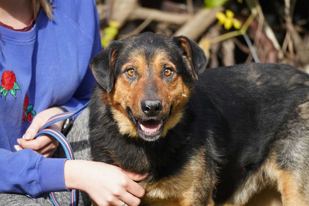 Stryszek - mega fajny psiak szuka domu