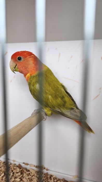 Agapornis roseicollis