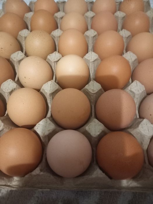 Jaja jajka legowe kury nioski Rosa lohmann