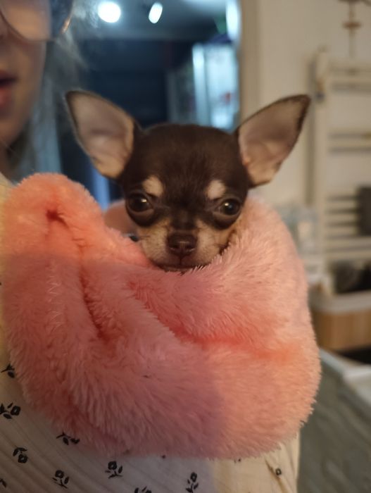 Chihuahua suczka szczeniaczek