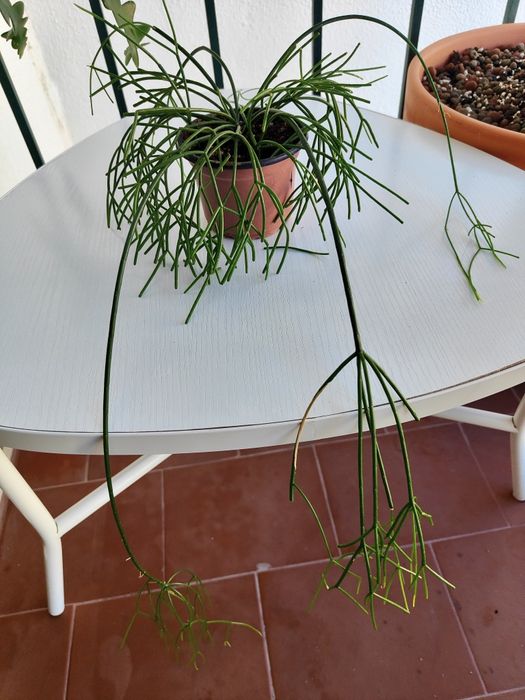 Rhipsalis baccifera // planta interior