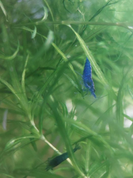 Krewetki blue velvet 5szt