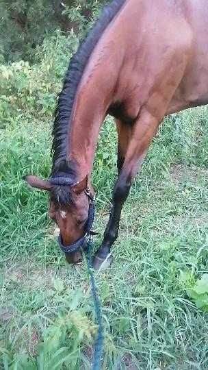Cavalo puro sangue inglês