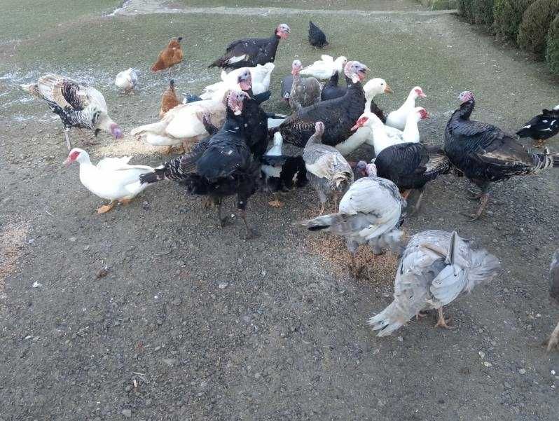 Sprzedam indyki staropolskie