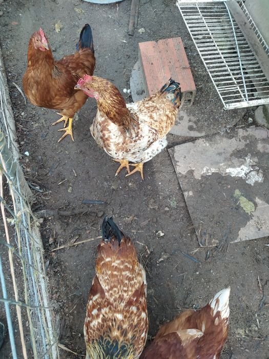 Frangos do campo,  Galos, Galinhas