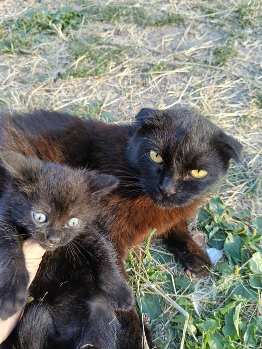 віддам чорне кошеня хлопчик , мама висловуха , подарую котеня