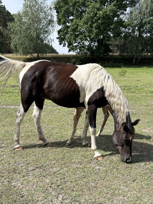 Tegoroczna klacz 1/2 APH i  Deutsche reit pony