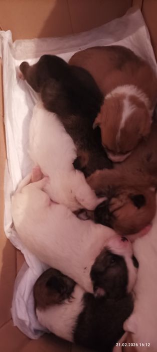 Подарую цуценята