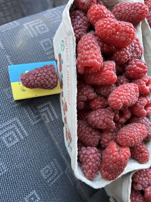 Маю саджанці літньої малини