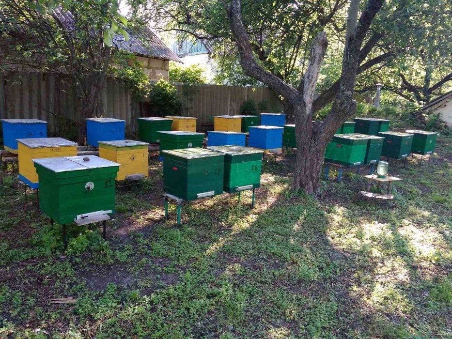 Укомплектовані вулики