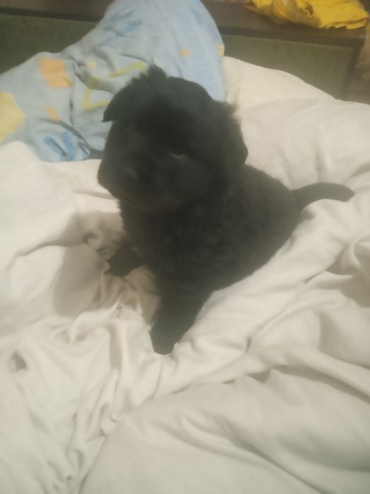 Не дорого в хорошие руки. Комочек счастья