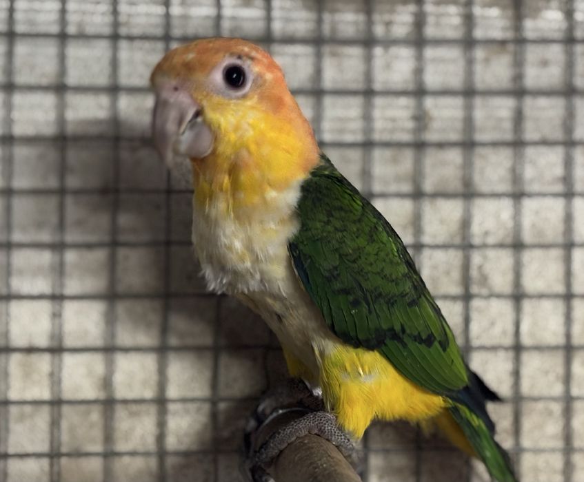 Marianinha cabeça canela