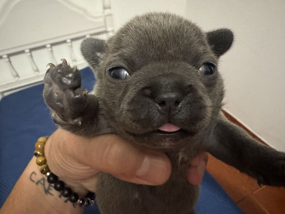 Buldogue frances