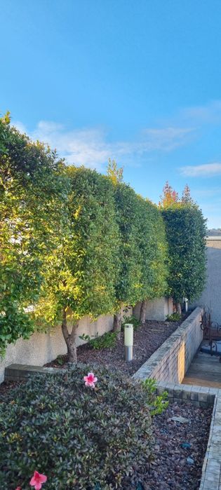 Eugénia em sebe já formada