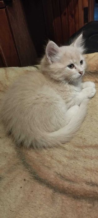 Віддам кошенят в добрі руки (Подільський район)
