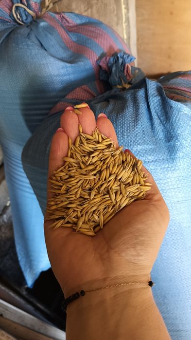 Sprzedam owies z tegorocznych zbiorów