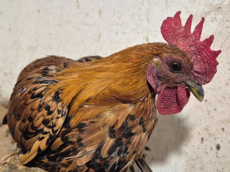 Бентамки півні півень для невеликих курочок кольорові яйця